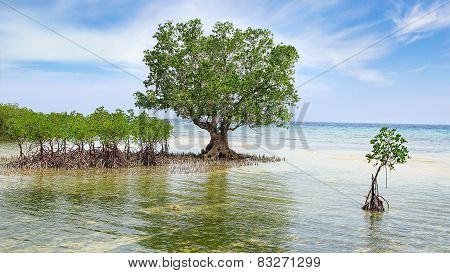mangrove tree. siquijor island, philippines
