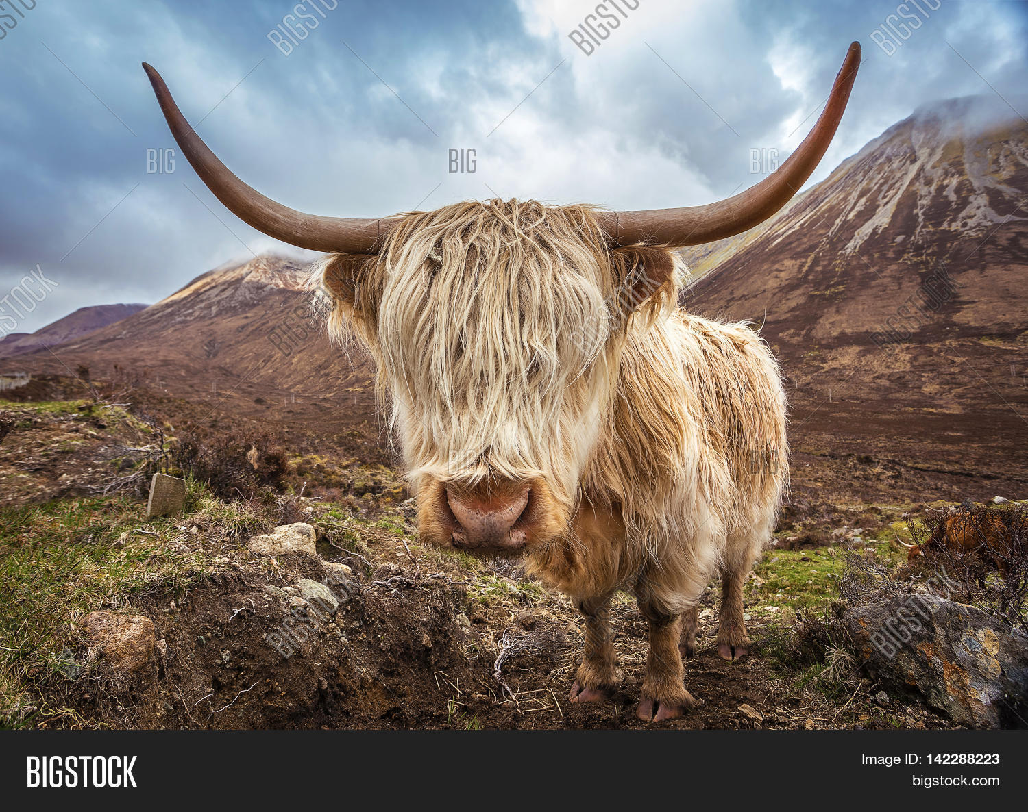 close up portrait of a highland cattle at the glamaig mountains
