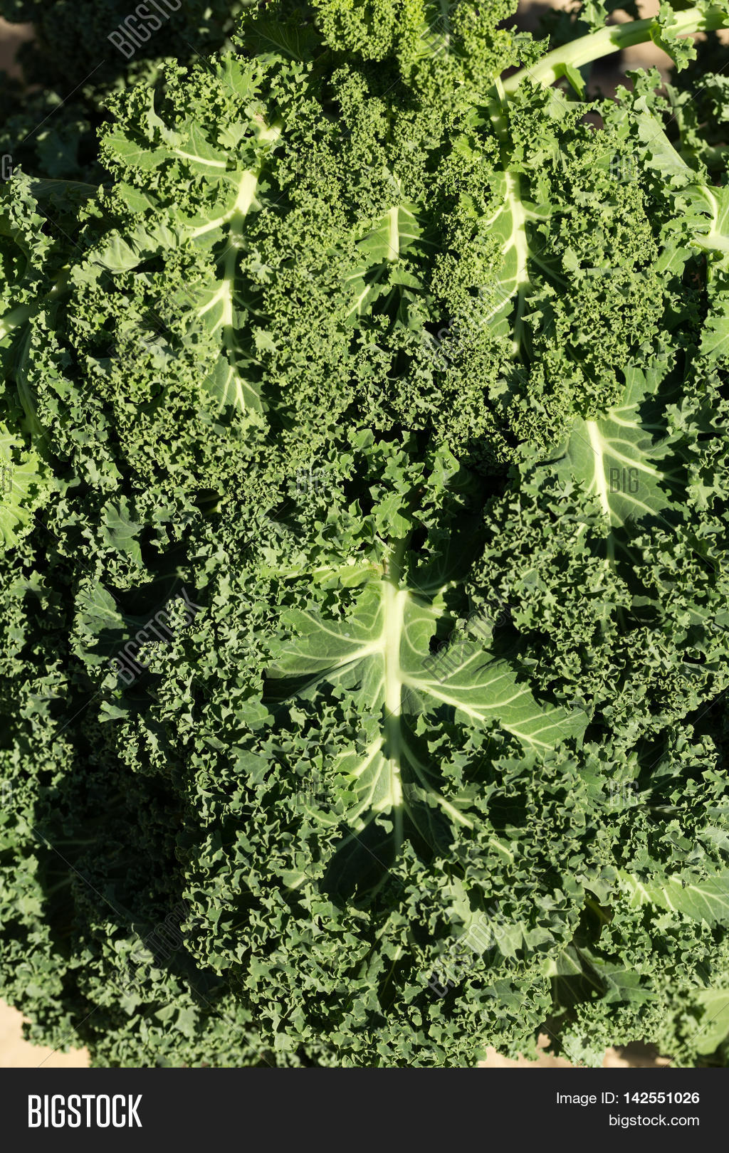 close up of a healthy fresh curly kale