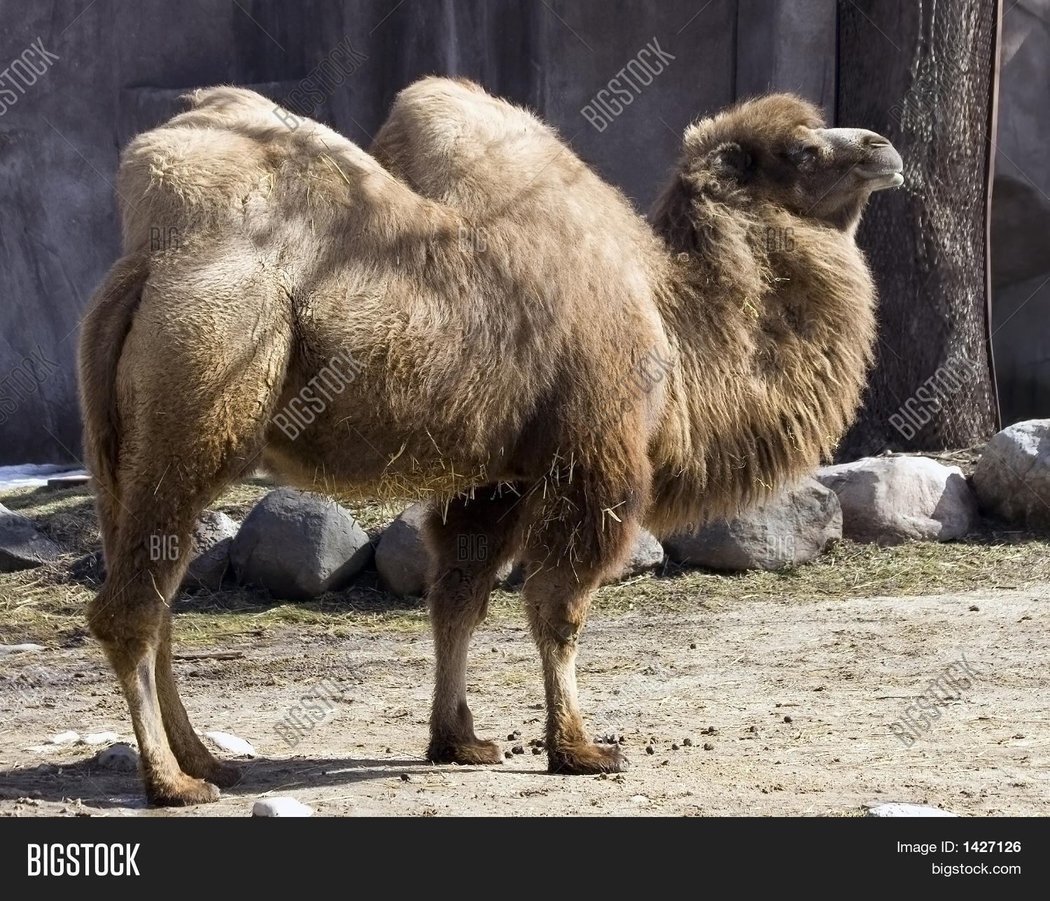 Two Hump Camel - Asia Image & Photo | Bigstock