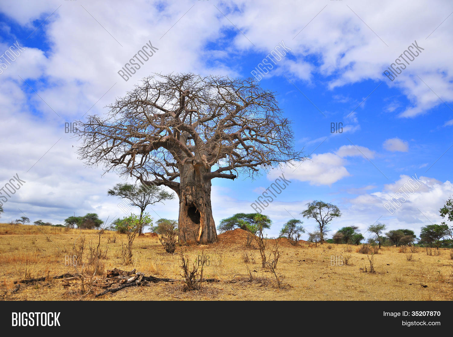 lightbox 保存取消   保存 baobab or boab, boaboa, bottle tree