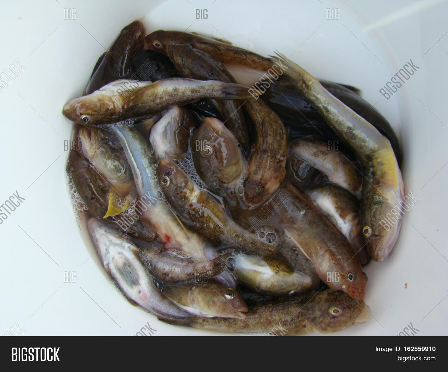 bychek is a family of ray-finned fishes of the order perciformes