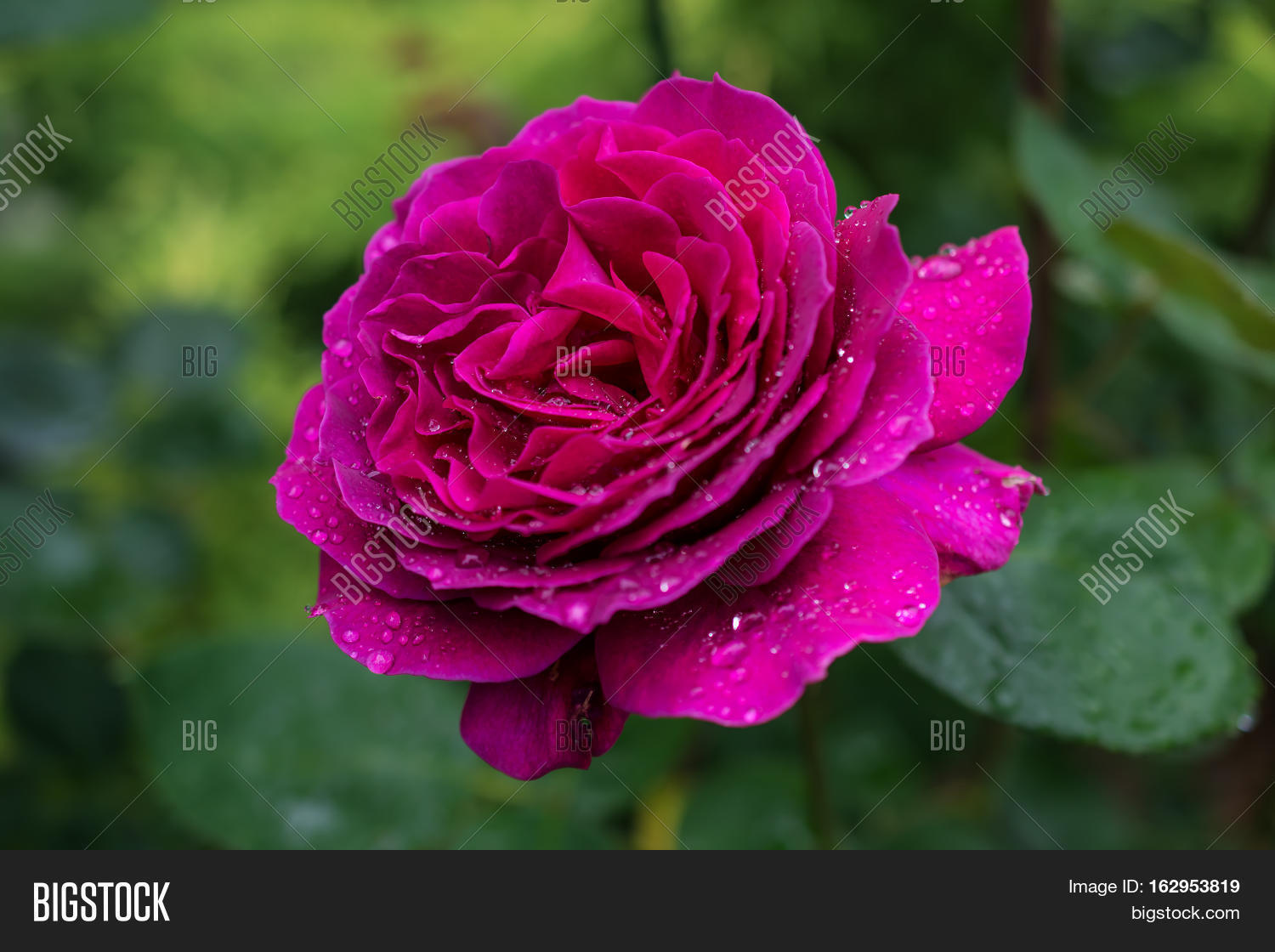 purple rose. shrub roses blossoming in the summer garden.