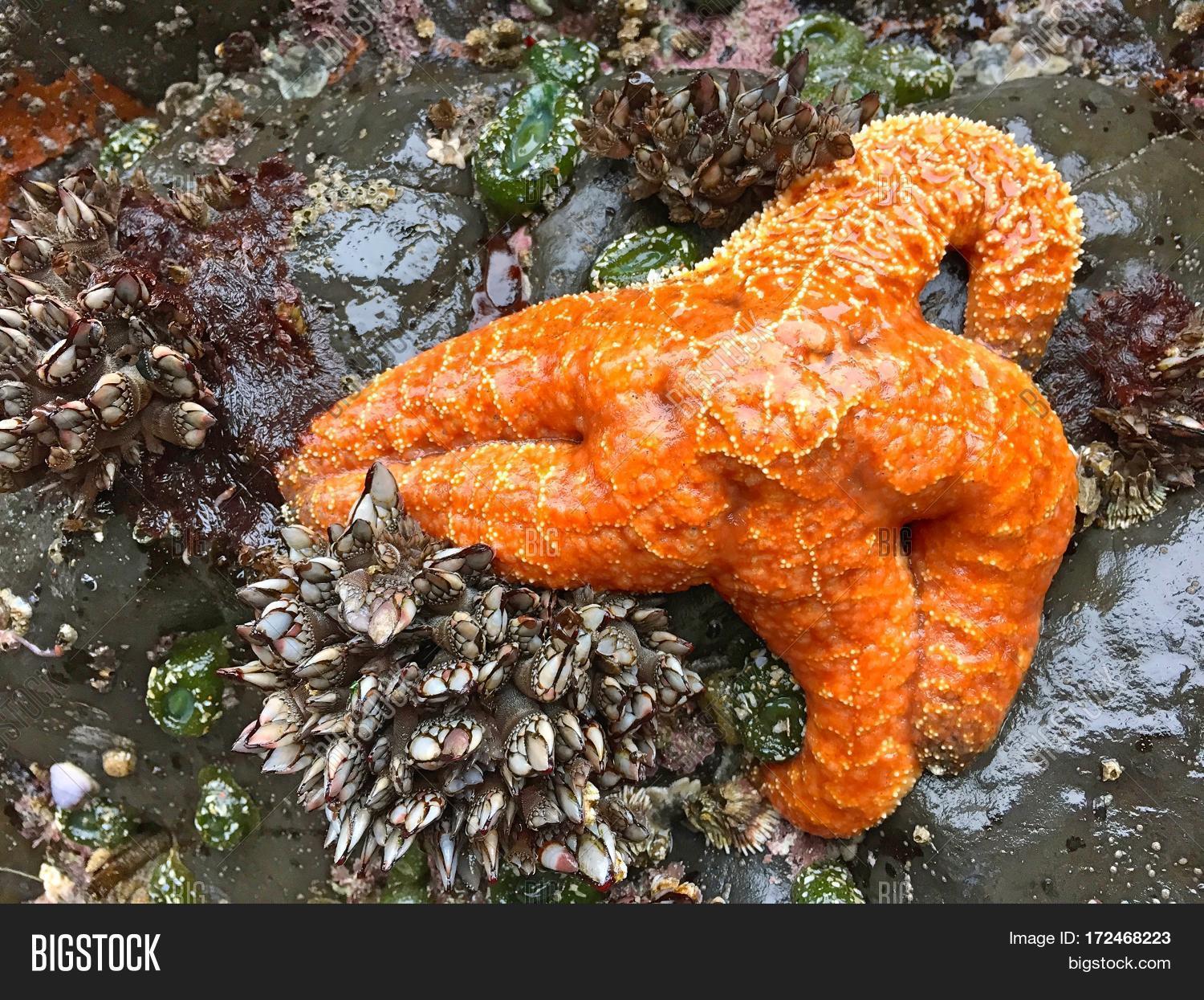 orange sea stars clings to crustacean covered rock