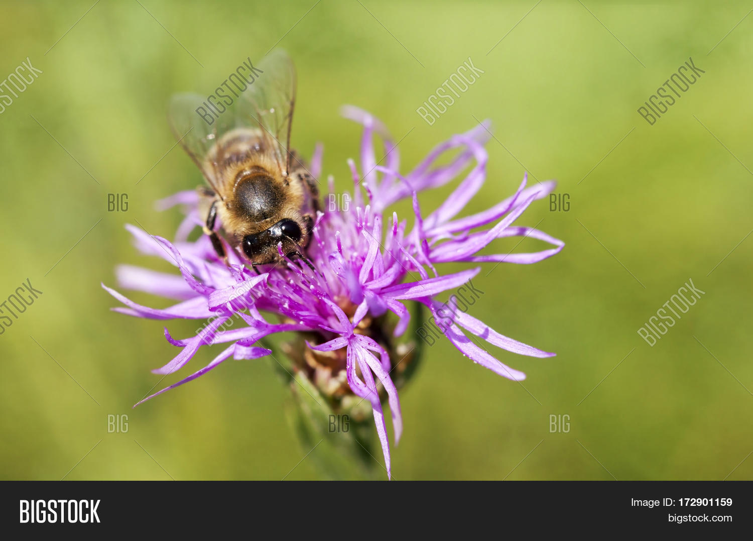 springtime concept - honeybee working on a purpl