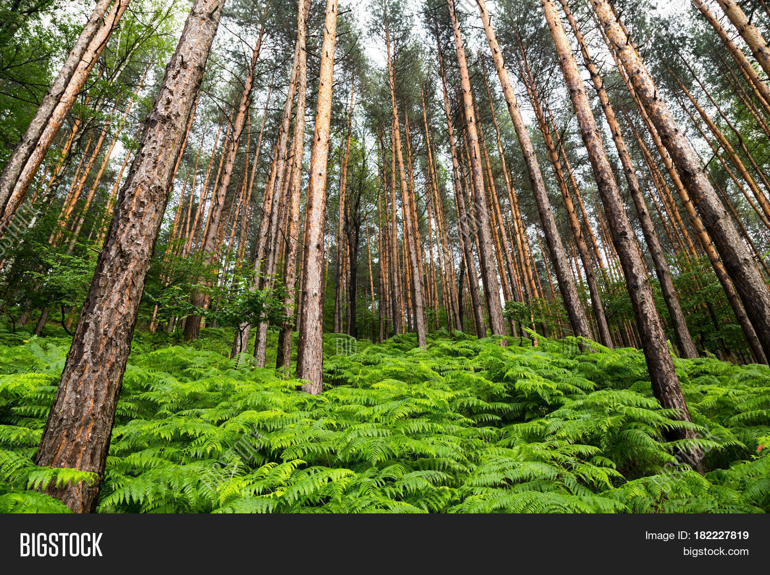 of fresh lush green spring ferns growing in a pine forest of