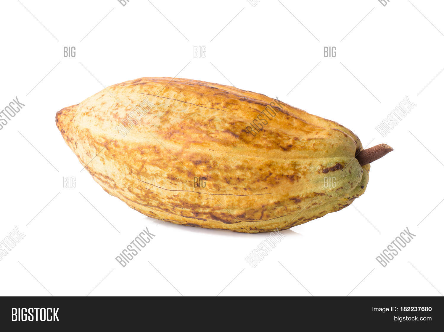 cacao fruit raw cacao beans cocoa pod on white background.