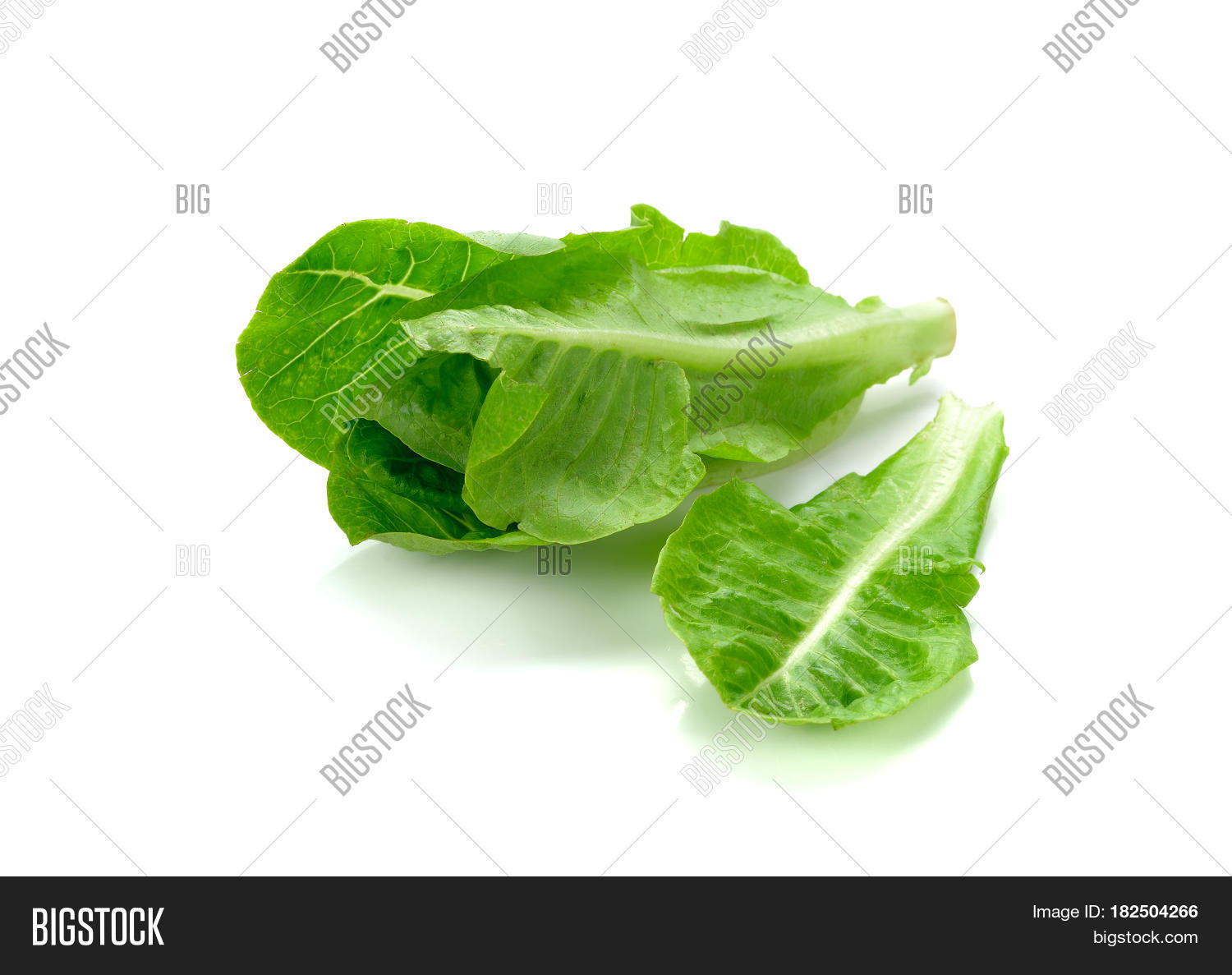 cos lettuce isolated on white background. fresh green cos