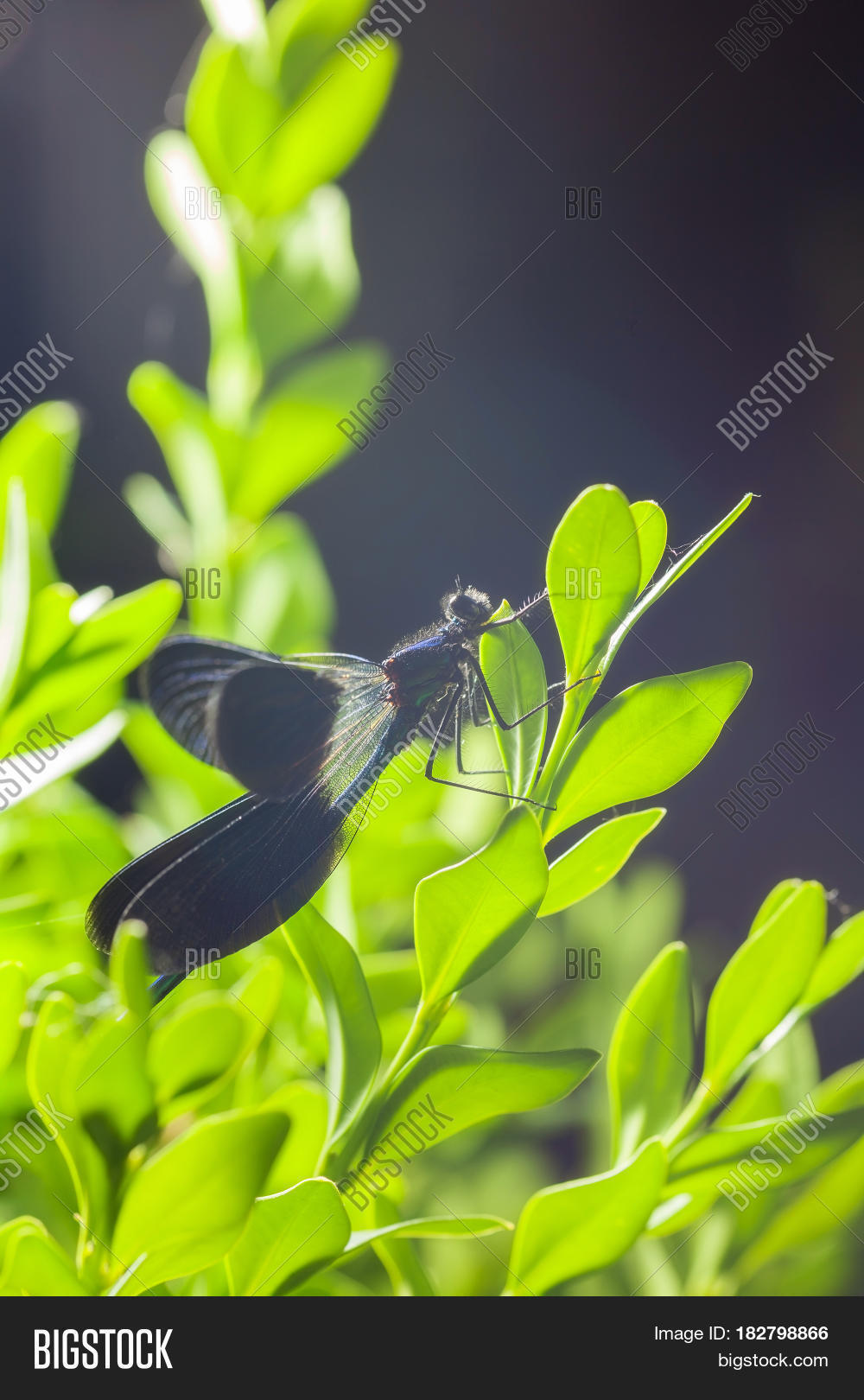 beautiful blue dragonfly on branch. close