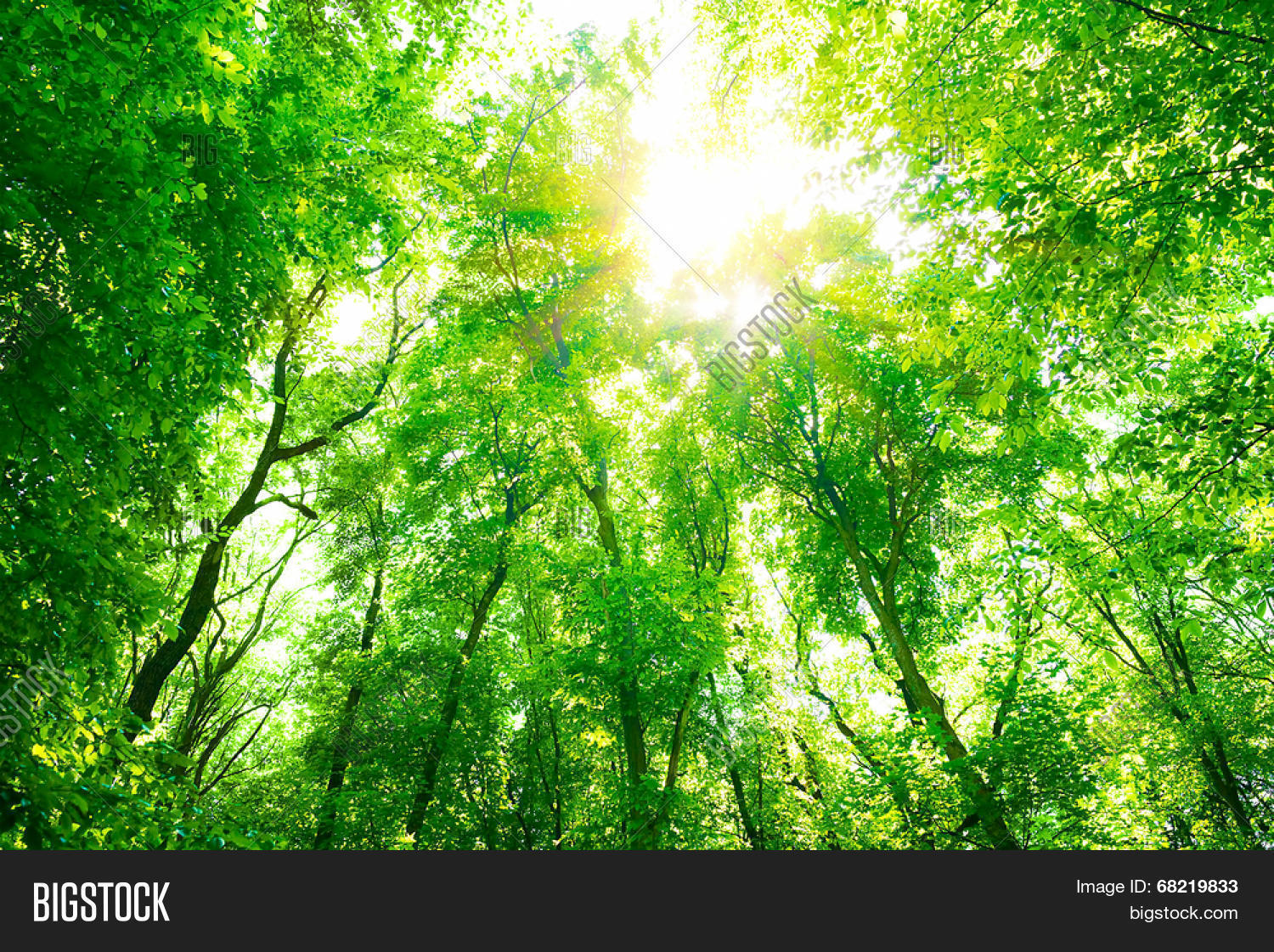 abstract natural background, fresh green tree foliage in the