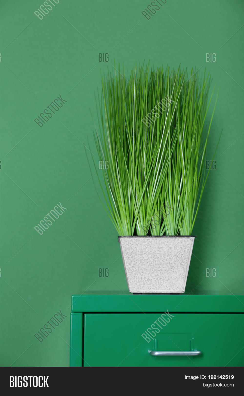 beautiful houseplant on green background