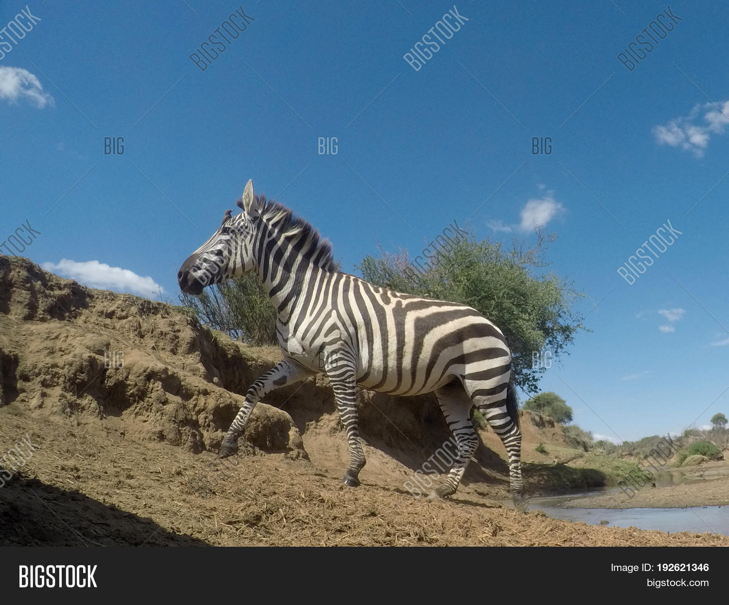 zebra