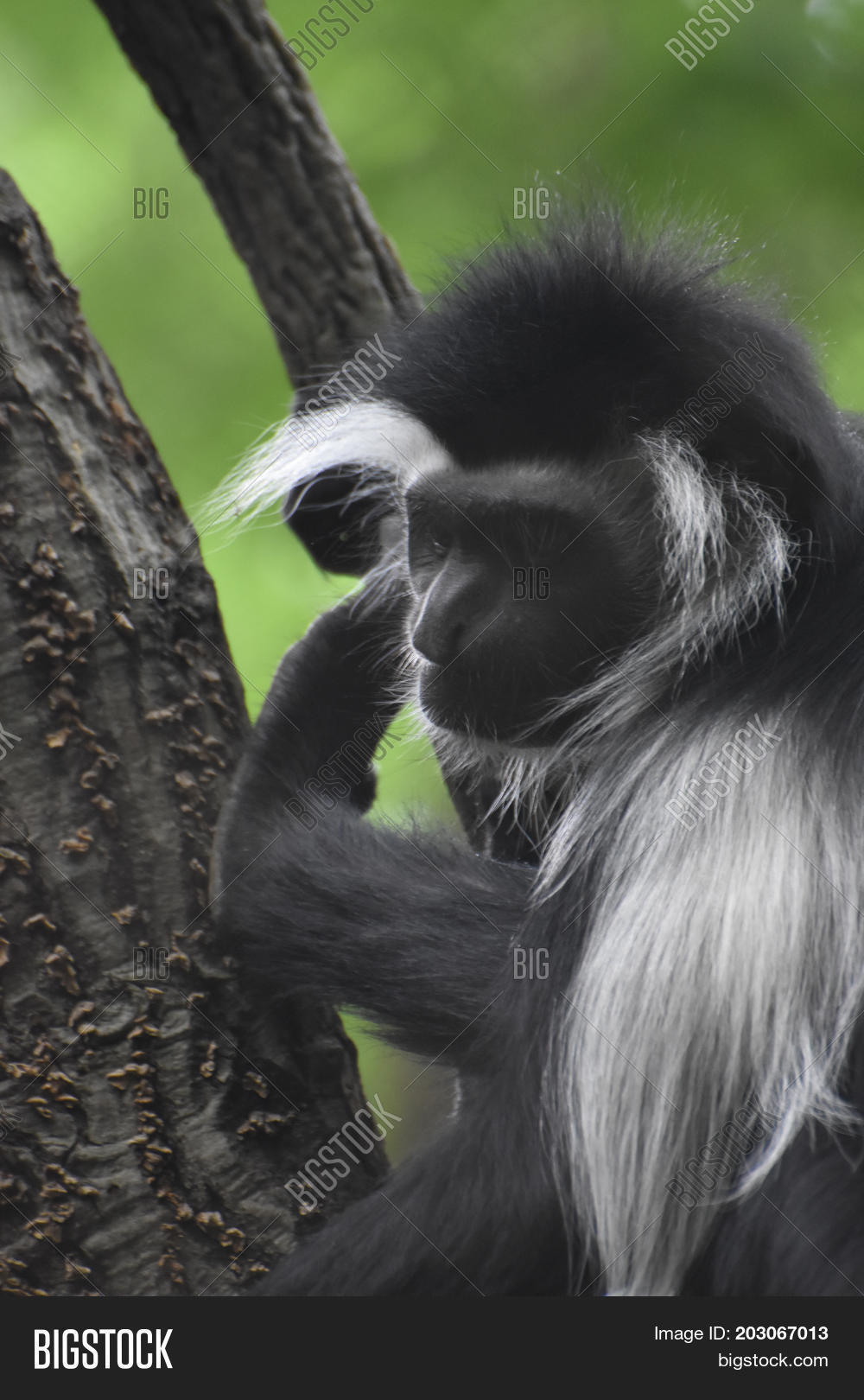 colobus monkey with long black and white fur.