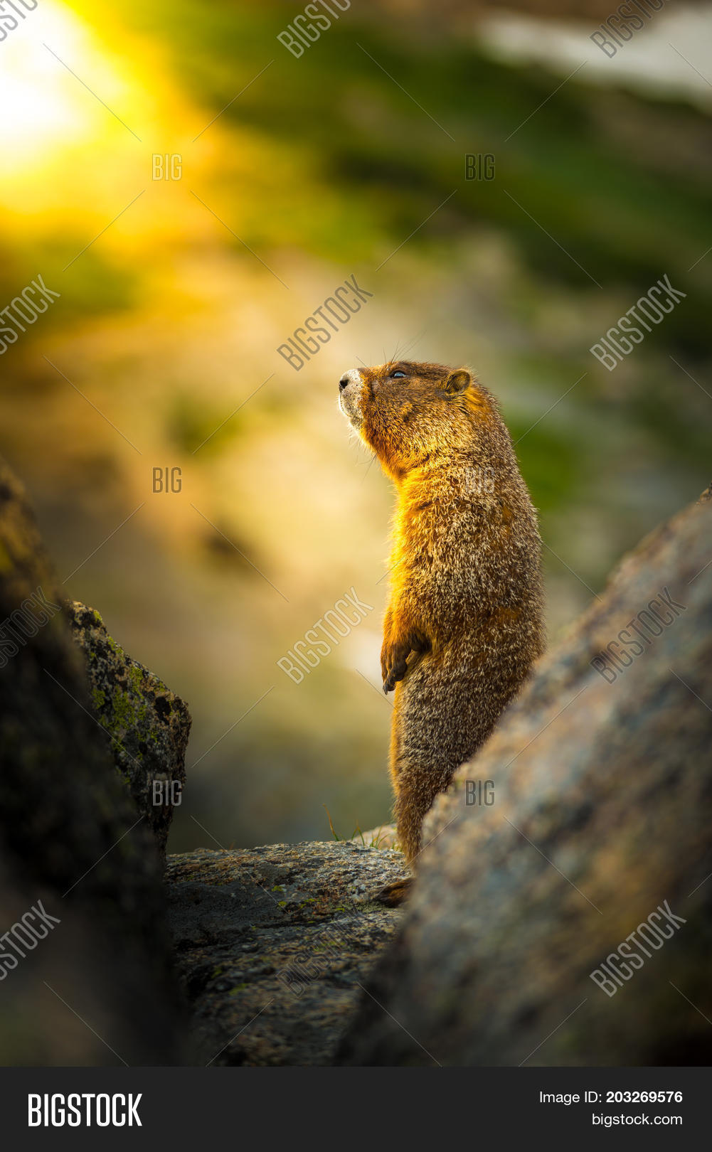 yellow-bellied marmot standing up in the sun profile
