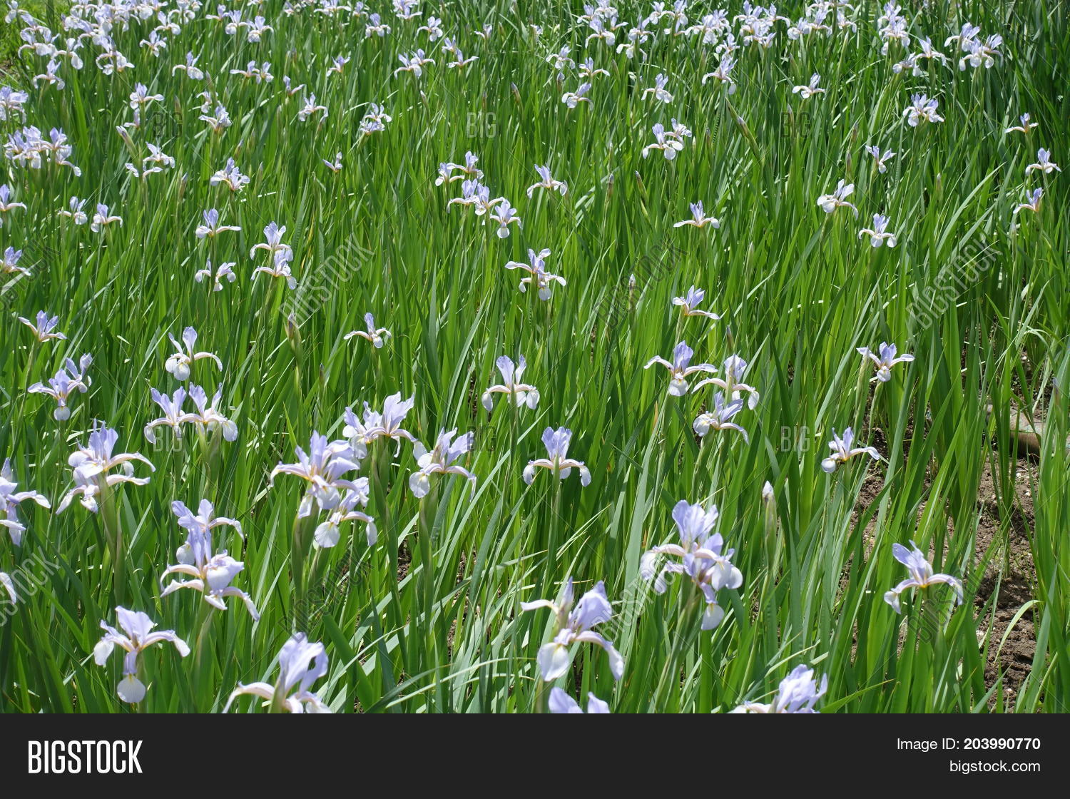 lots of pale violet flowers of iris spuria