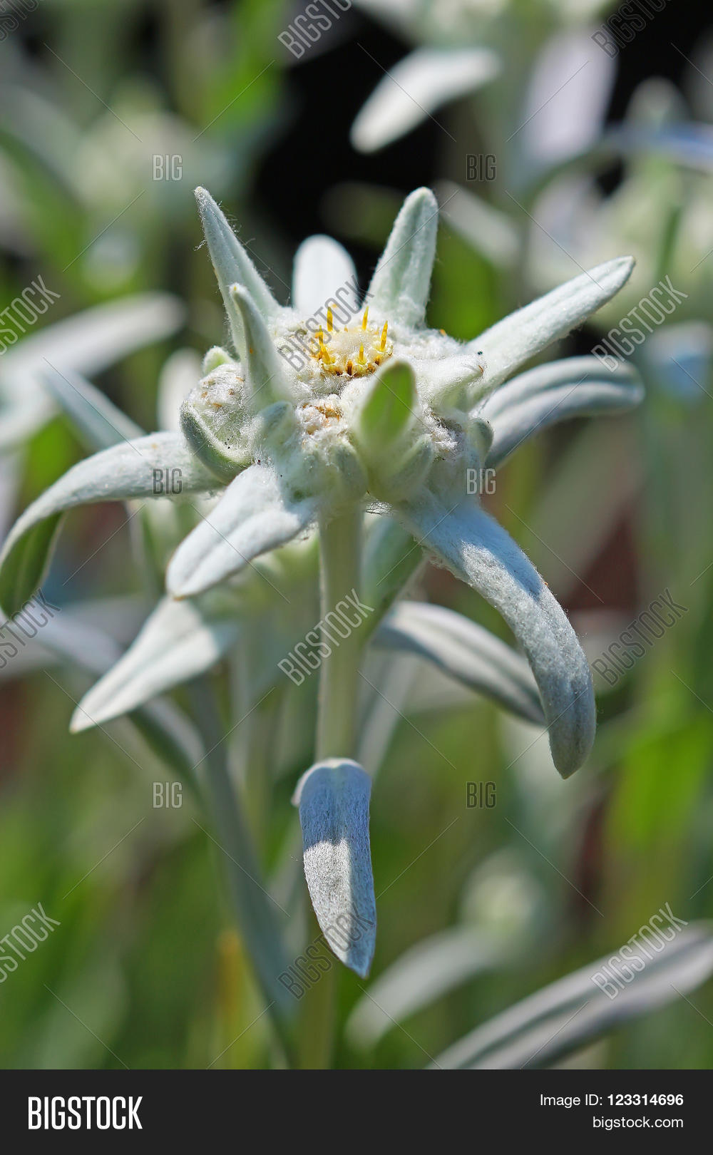 alpine leontopodium (leontopodium) - genus of dicotyledonous