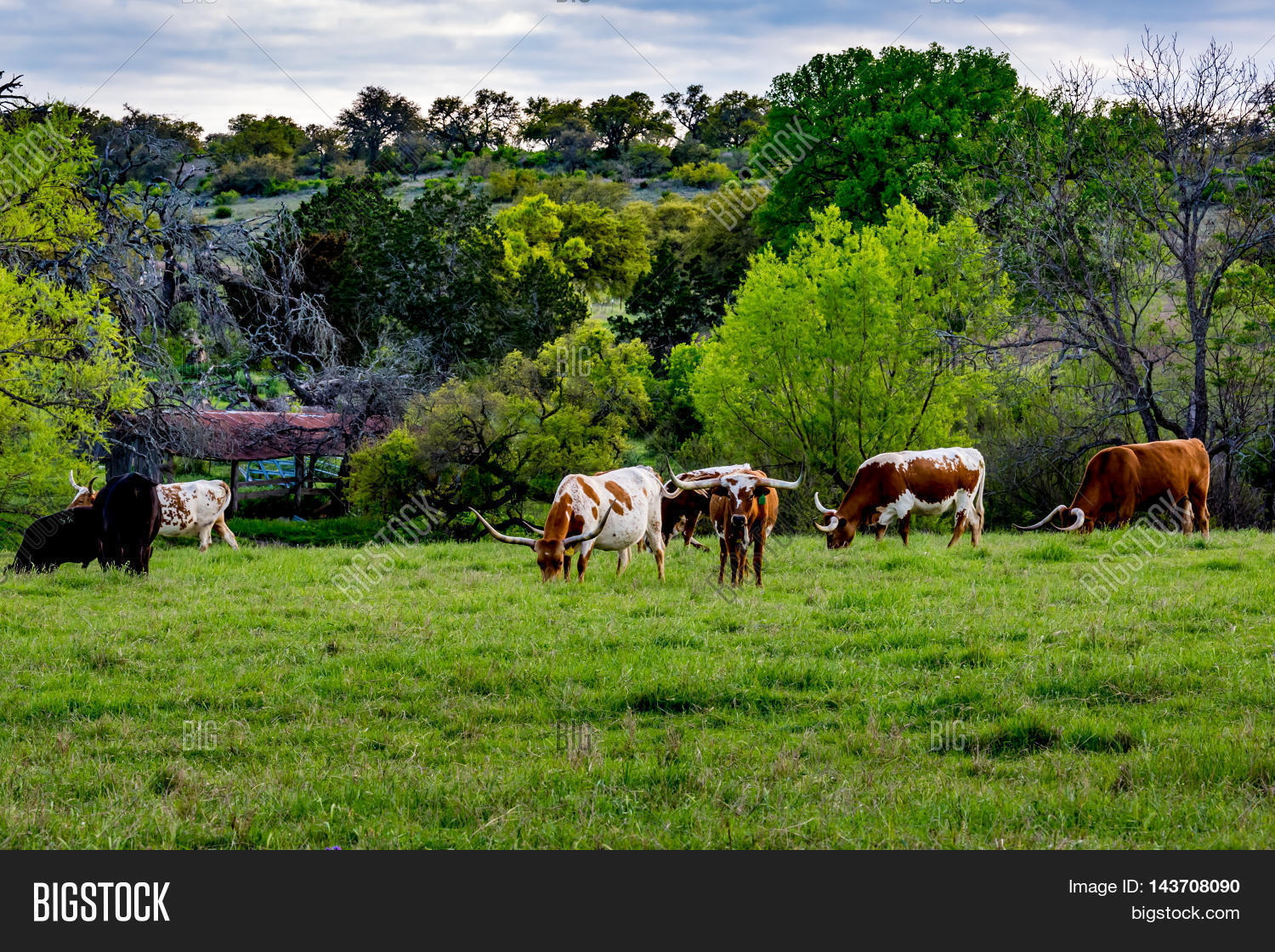a herd of the famous texas longhorn cattle grazing in a pasture