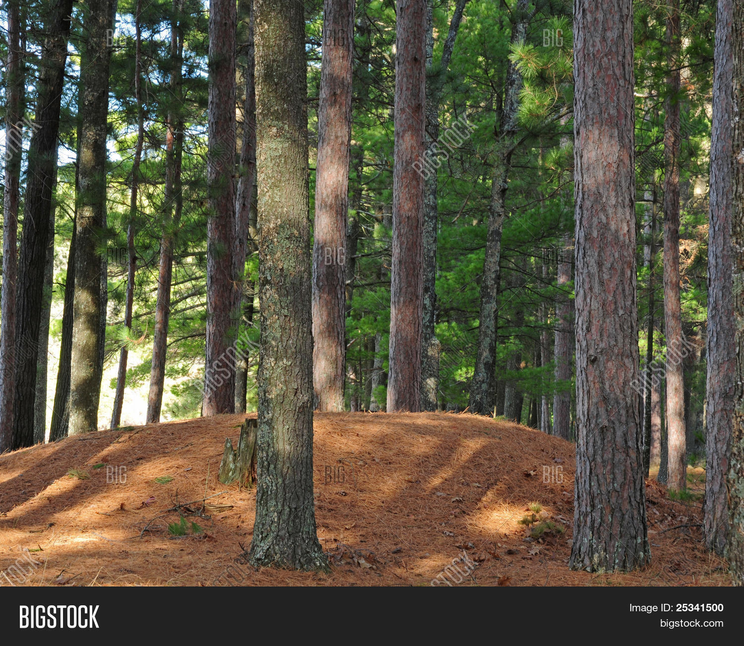 公开该 lightbox 保存取消   保存 indian burial mound covered with