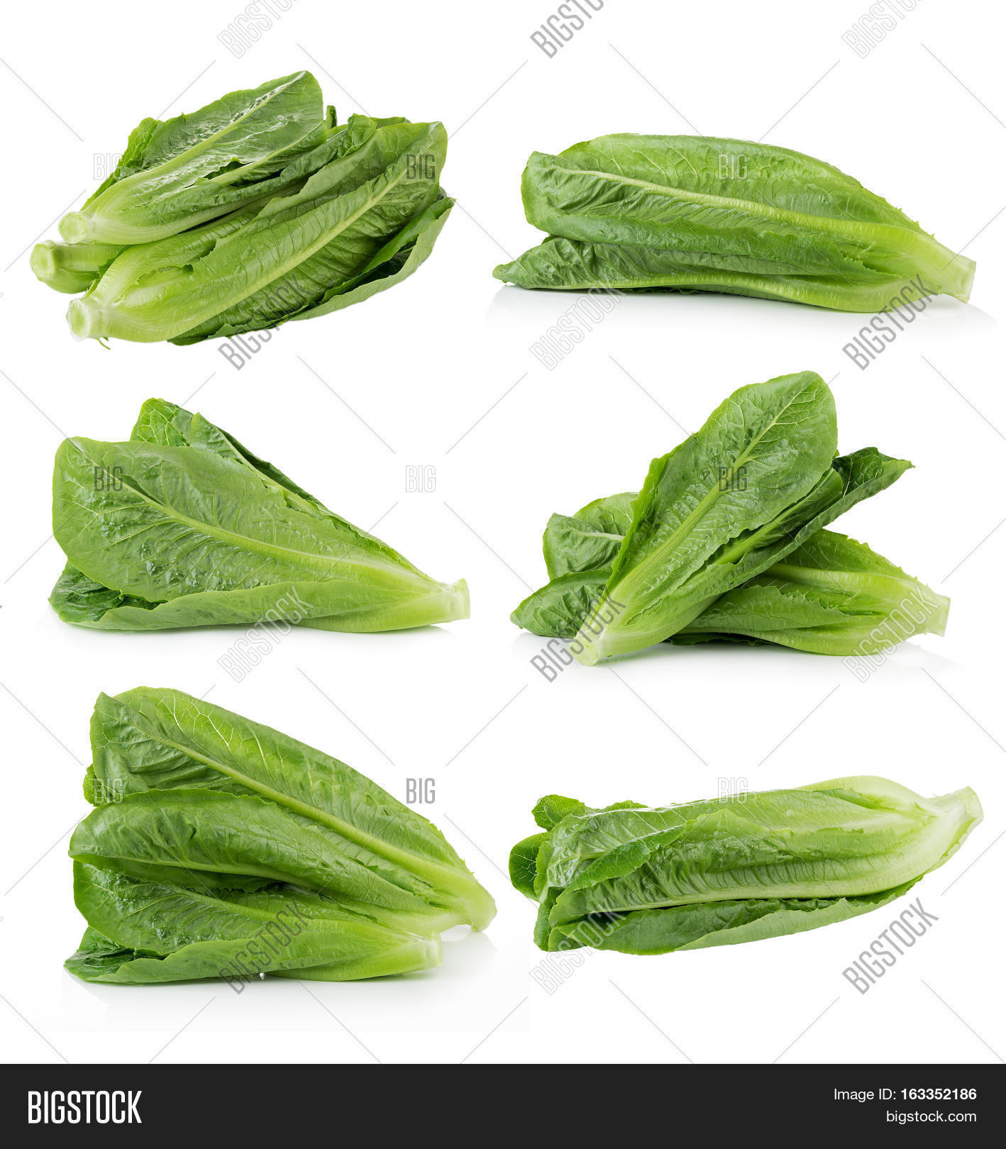 closeup fresh cos (lettuce) on white background