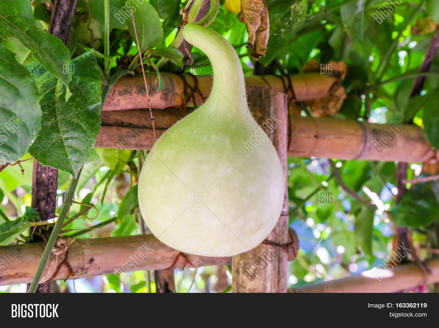 fresh bottle gourd, calabash gourd, fruit and trees hanging in