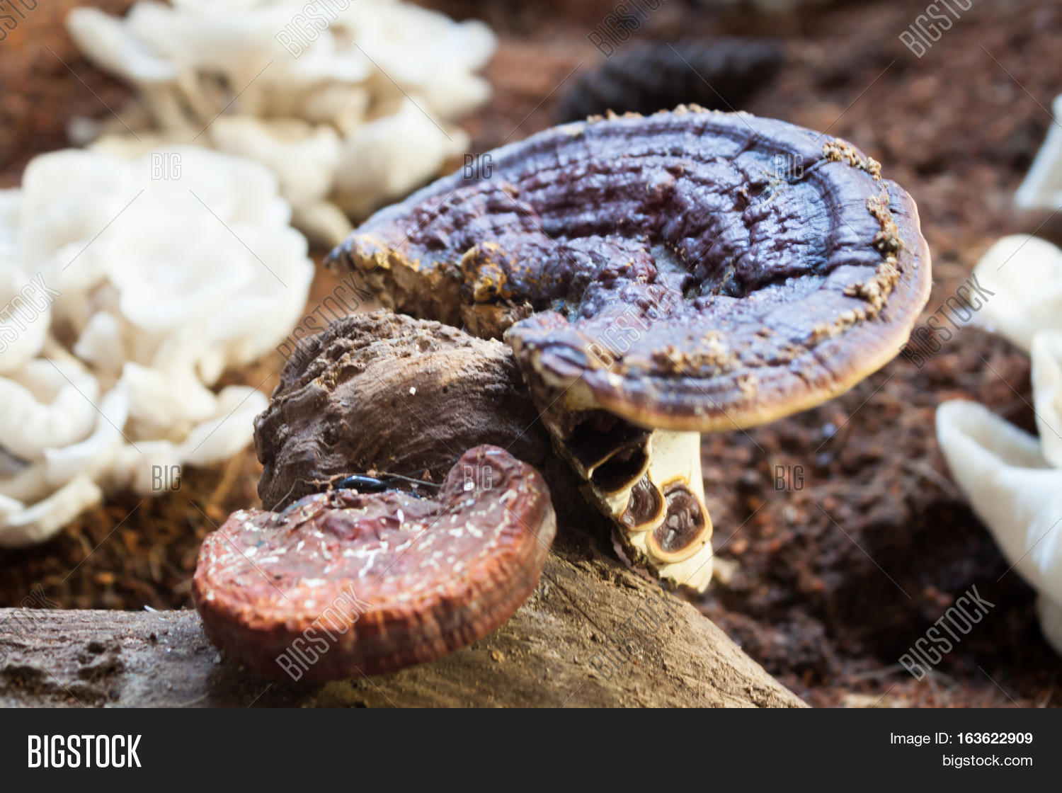 fresh reishi mushroom for display, stock photo