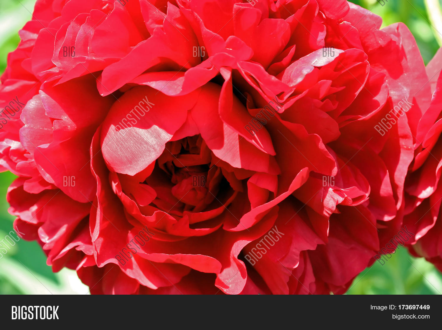 red peony lactiflora x paeonia officinalis carol