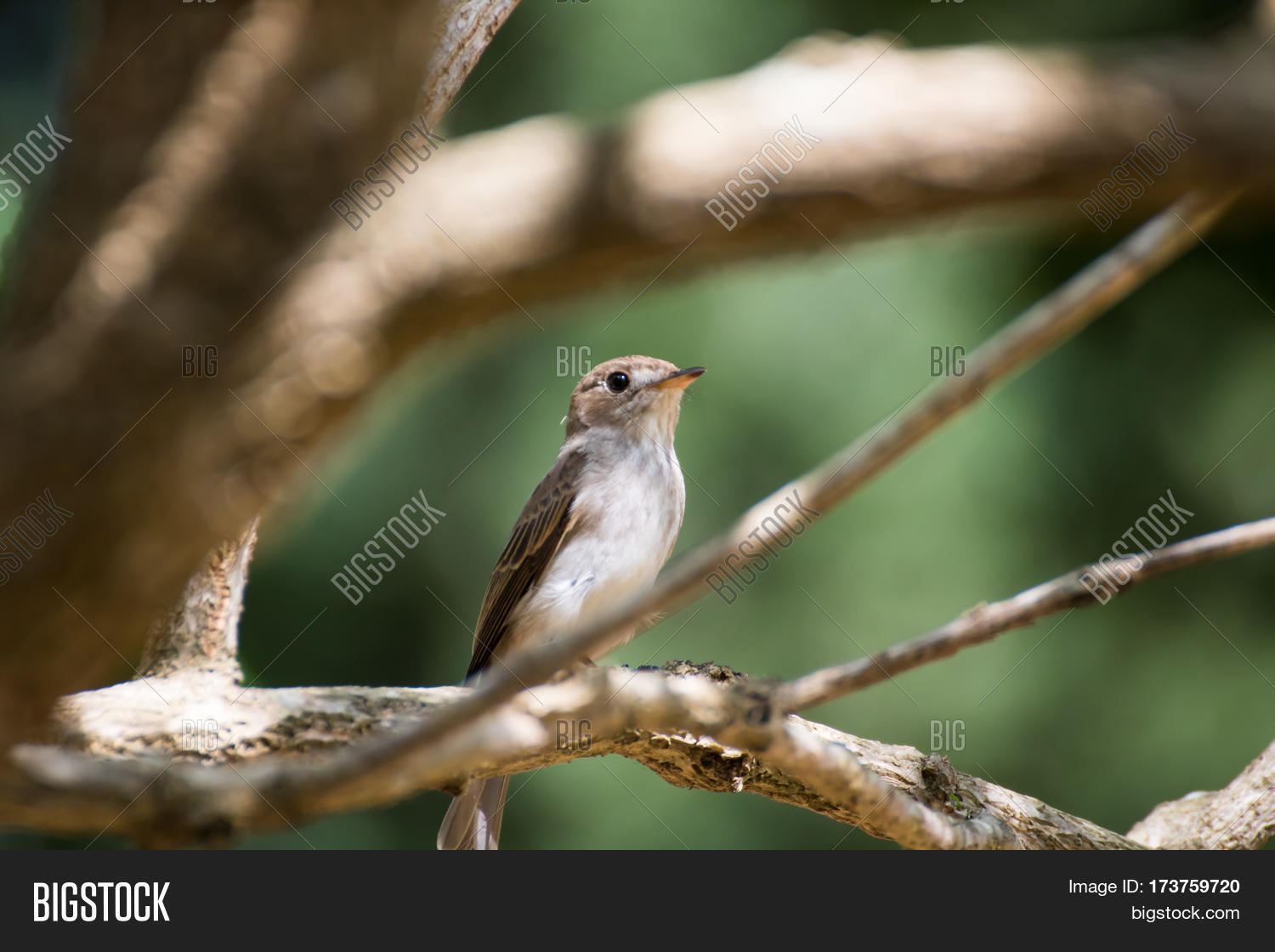 the brown-streaked flycatcher perching on a branch