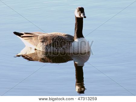 公开该 lightbox 保存取消 &nbsp; 保存 the canada goose (branta