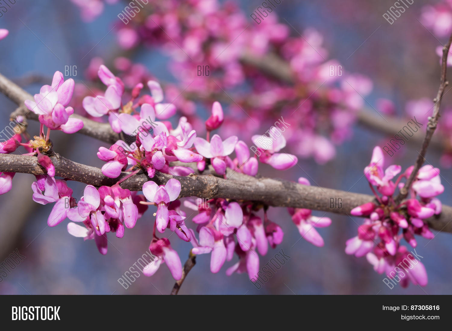 pink flowers on eastern redbud tree in early spring