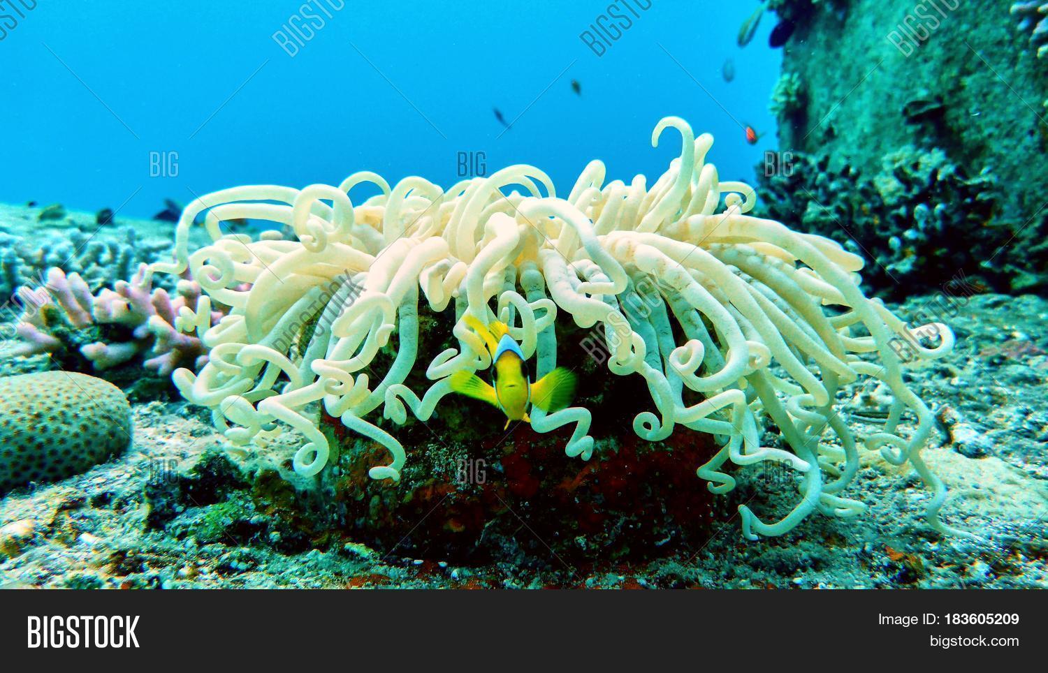 clown fish in red sea eilat israel.