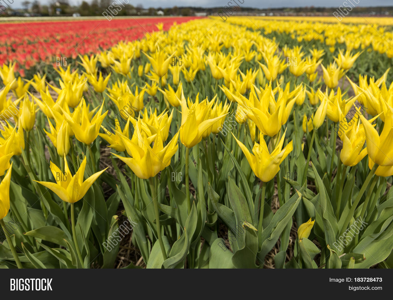 tulip fields in the bollenstreek south holland netherlands