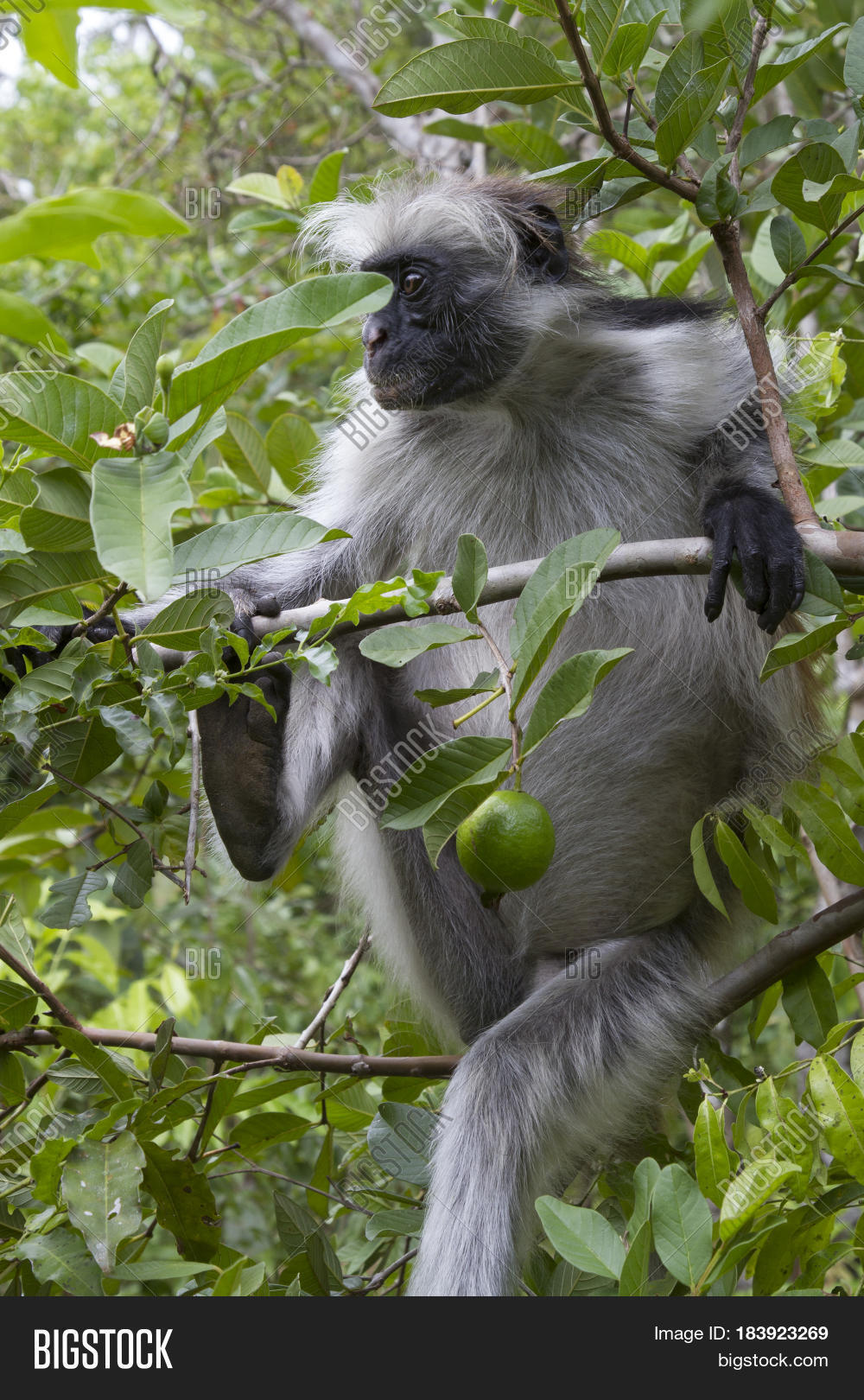 red colobus which sits on a tree branch on a sunny day