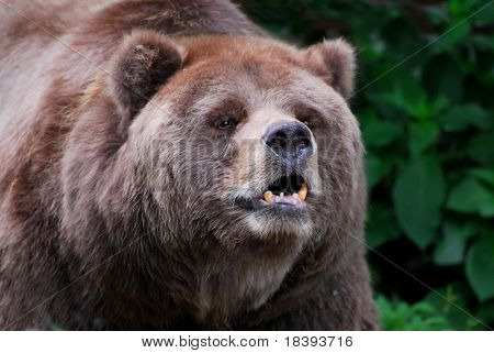 公开该 lightbox 保存取消 &nbsp; 保存 下载预览 brown kodiak bear