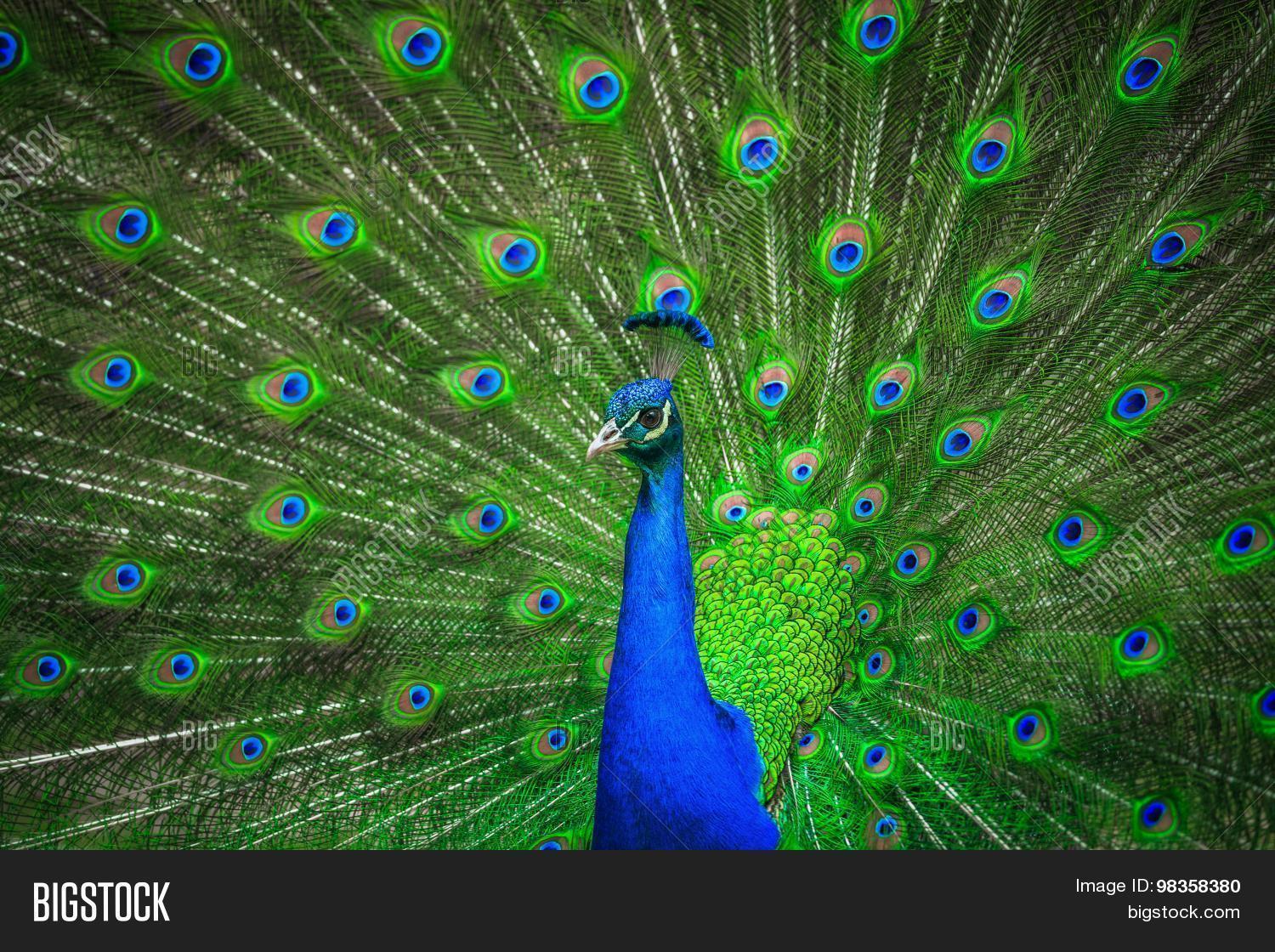portrait of beautiful peacock