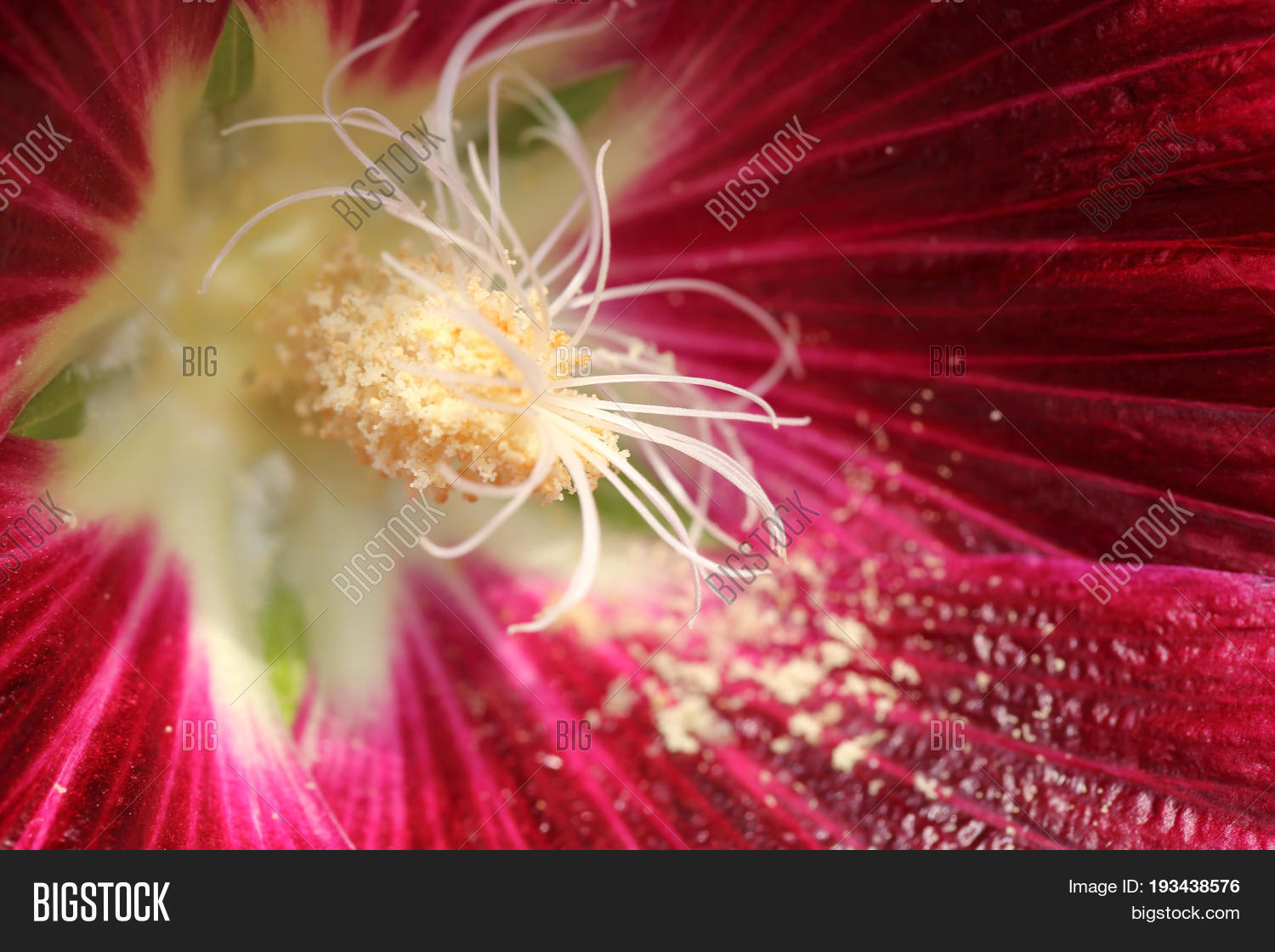 long stamens with pollen inside red hollyhock flower by macro