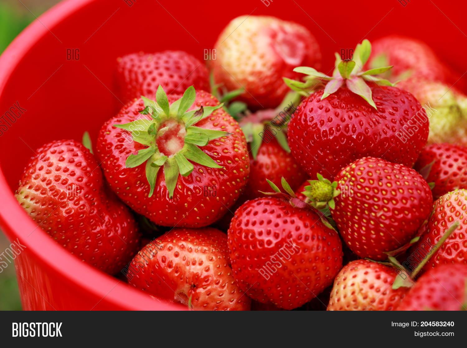 the red ripe strawberry in a bucket