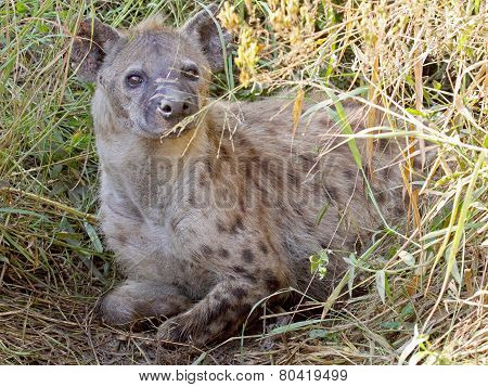 spotted hyena in the vegetation