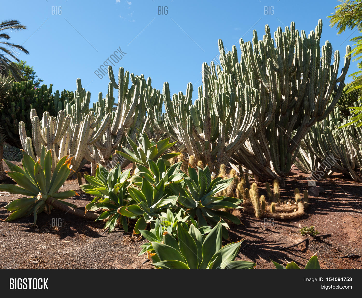 beautiful succulent cactus plants in a garden