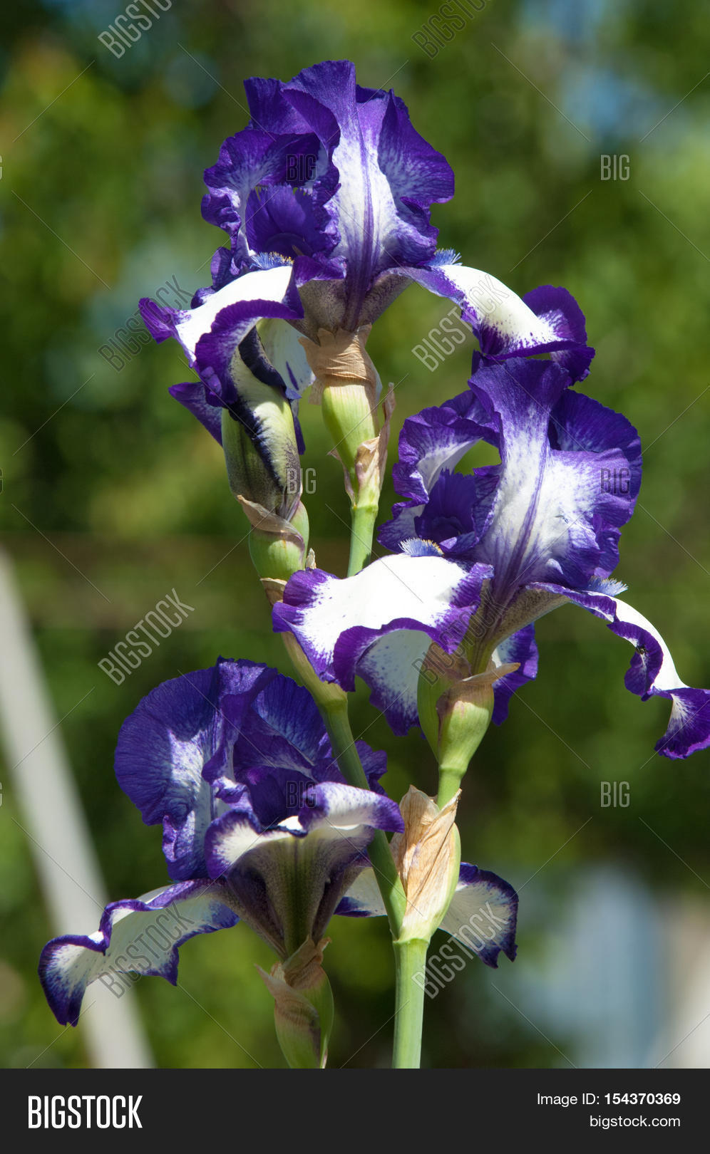 gladiolus, sword lily, gladiole, glad 库存照片和库存图片 | big