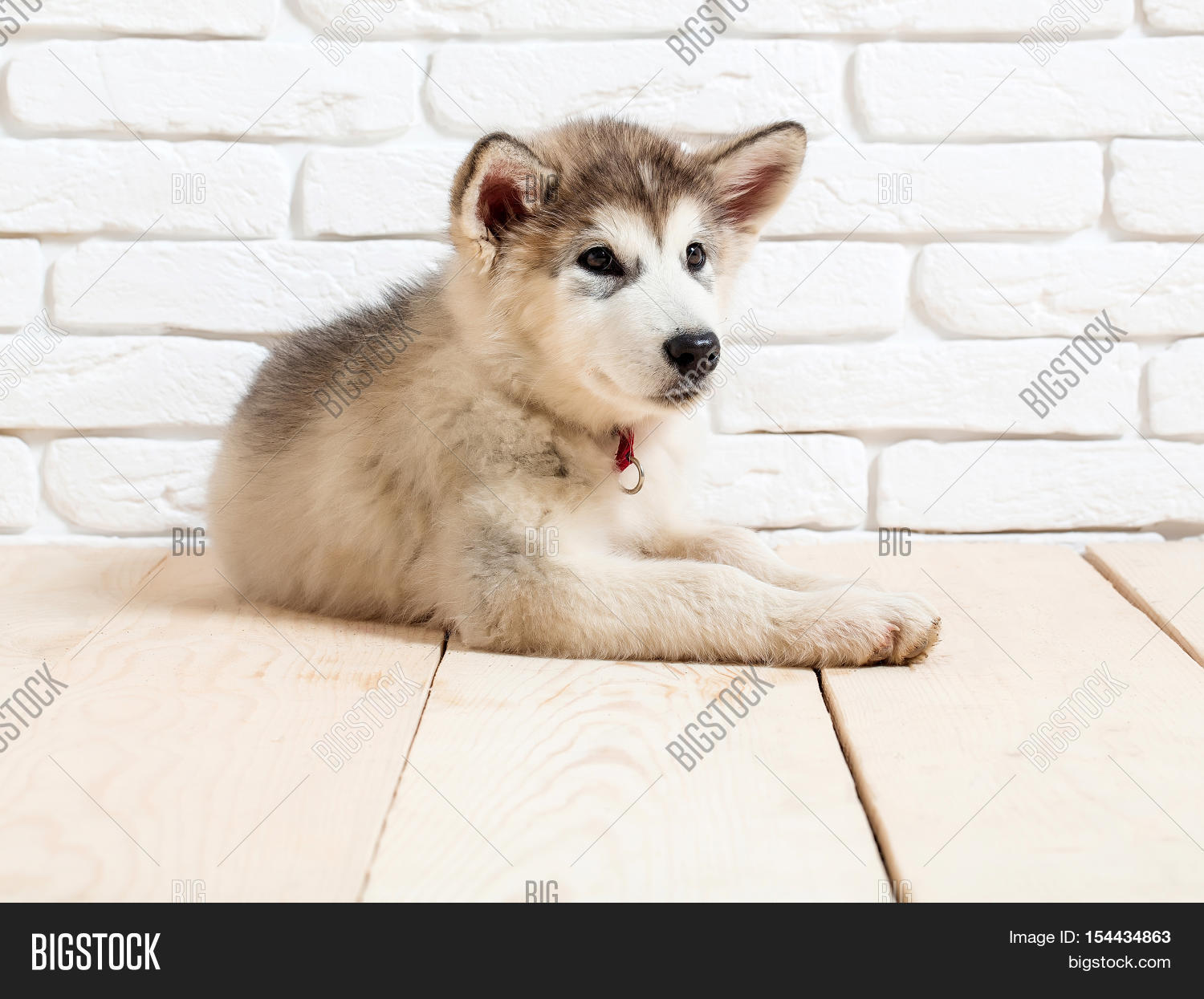 husky dog on wood with bricks 库存照片和库存图片 | bigstock