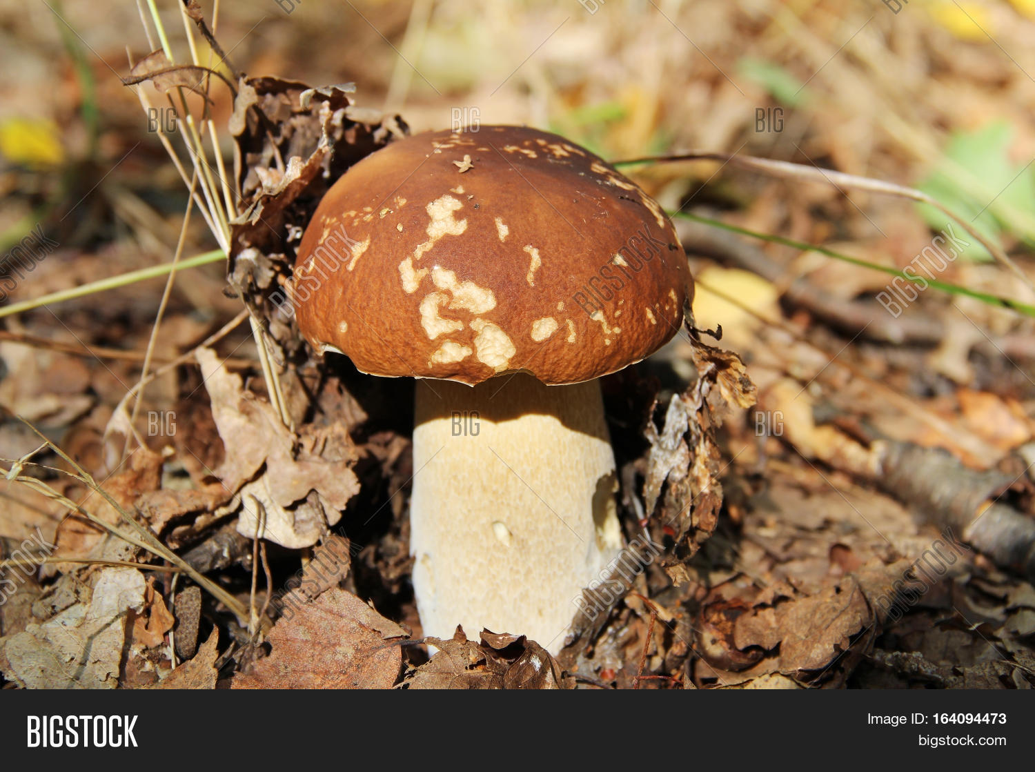 white fungus in a forest clearing in the summer. russia.