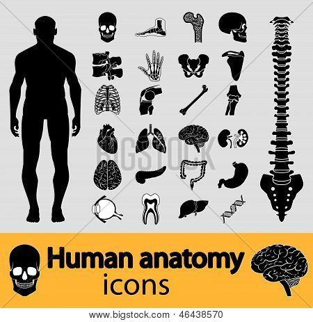 人体解剖学的图标