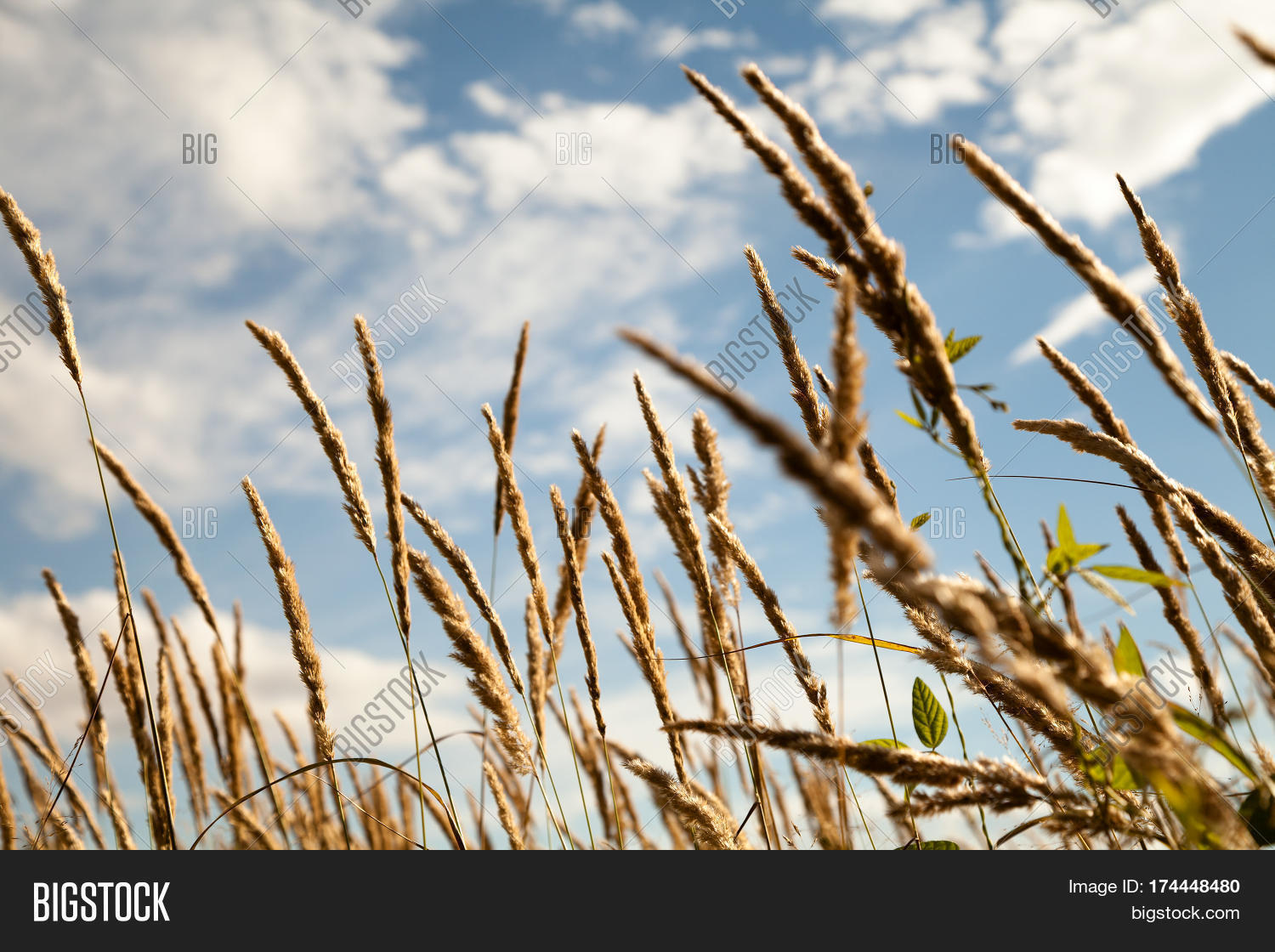 wild herbs spikes on the field close-up against the blue sky.