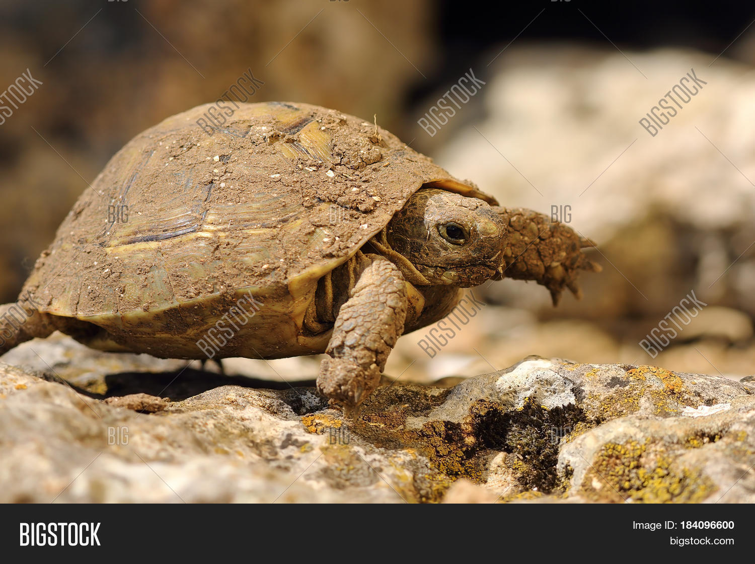 turtoise walking in natural habitat in early spring animal full