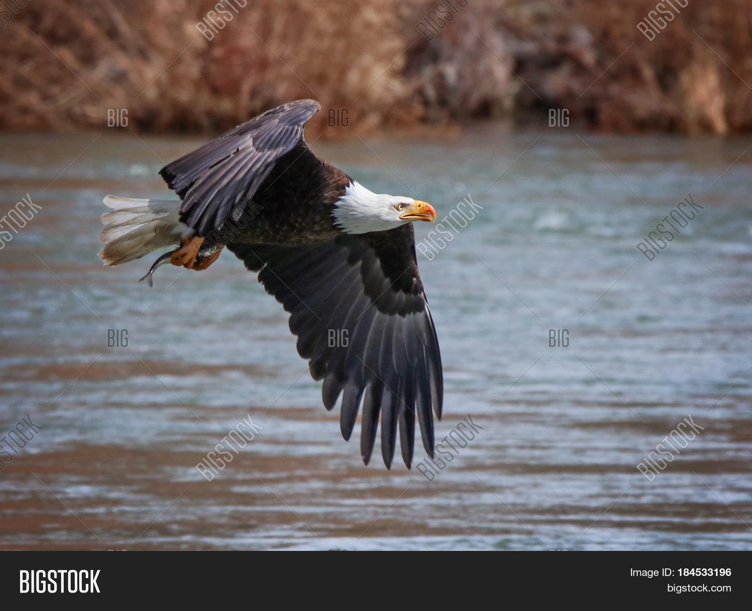 an eagle flying off with a fish