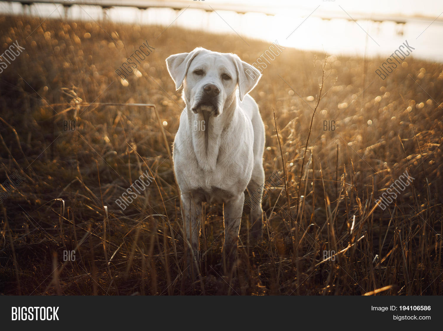 young cute labrador retriever dog puppy sunbathing