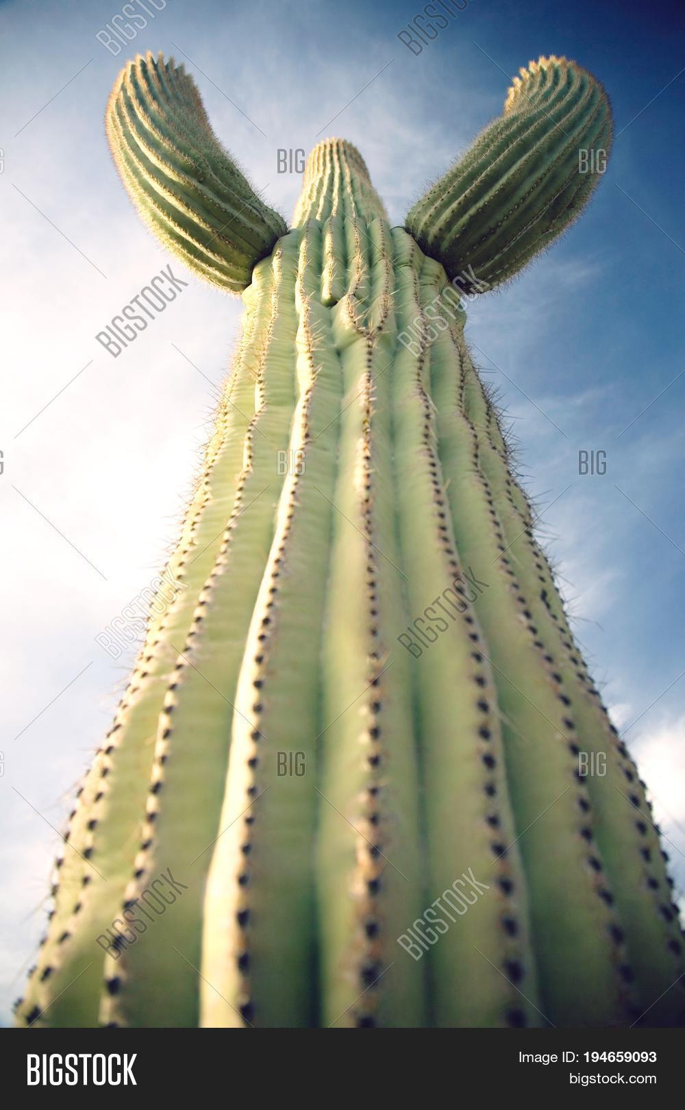 saguaro cactus, low angle view