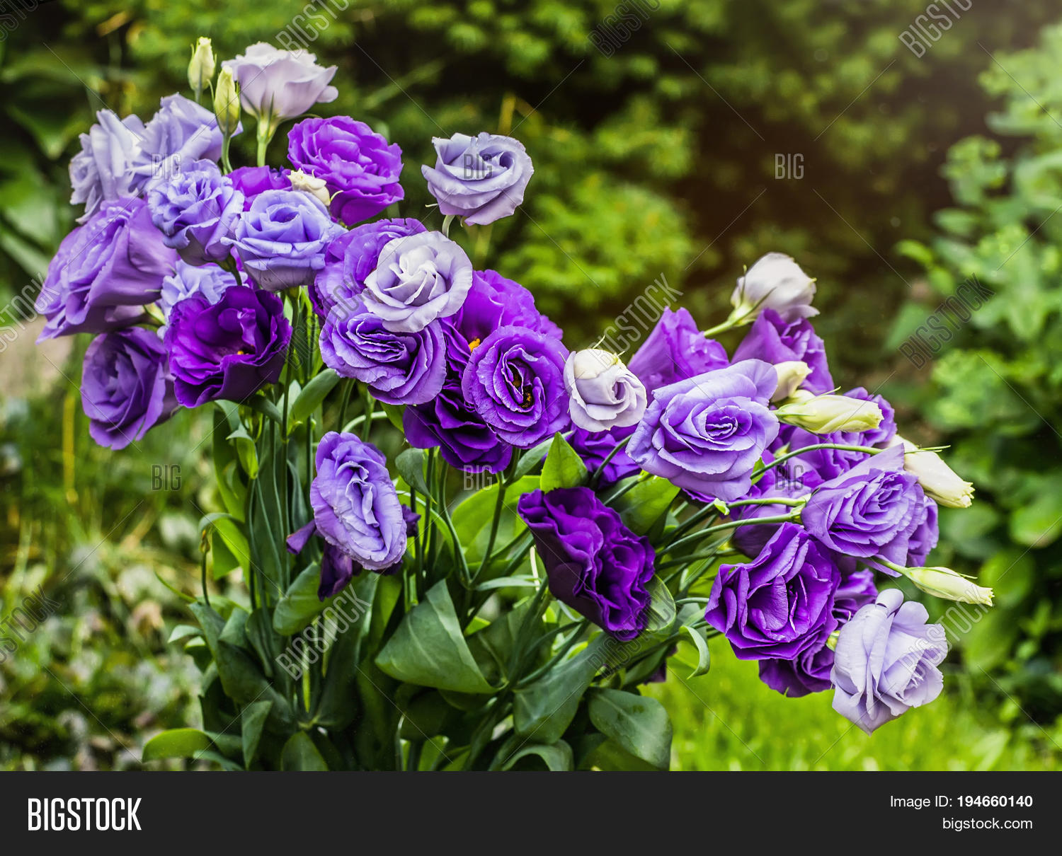 closeup to beautiful purple and white lisianthus