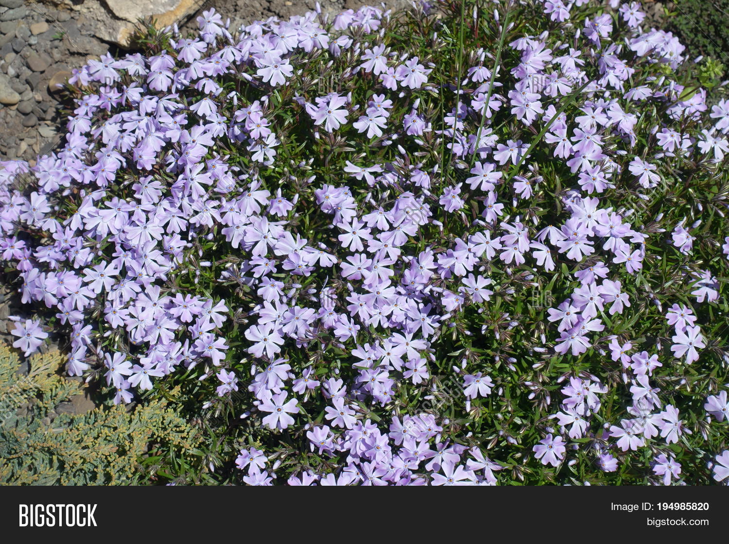 light violet colored flowers of phlox subulata