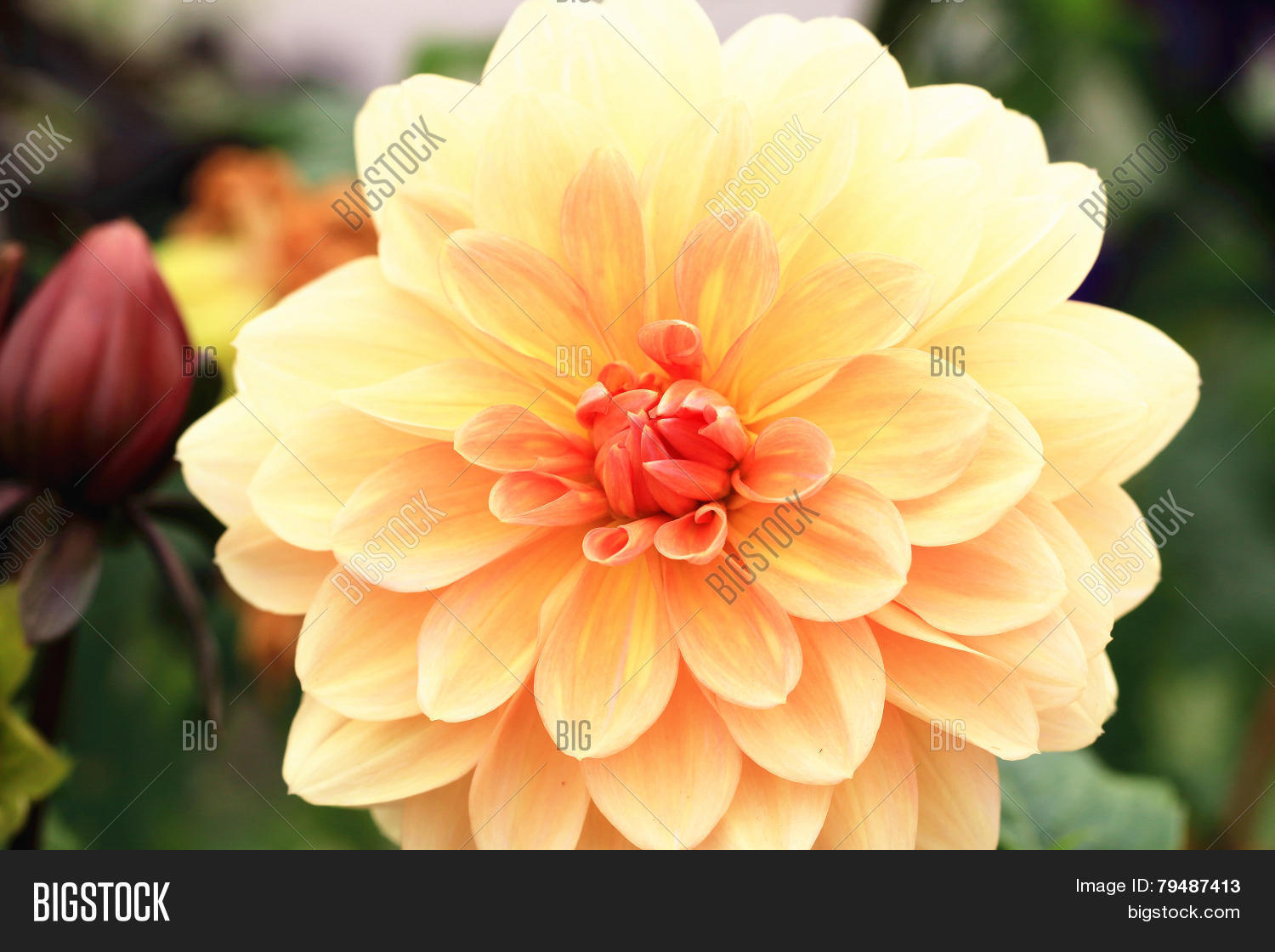 dahlia flower,closeup of yellow with red dahlia flower in full